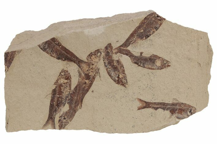 Fossil Fish (Gosiutichthys) Mortality Plate - Wyoming #212104